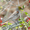 Verdin